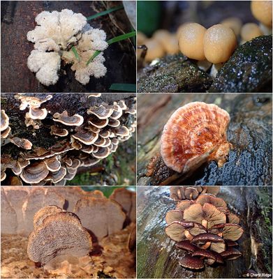 fungi-sherbrooke-montage4.jpg