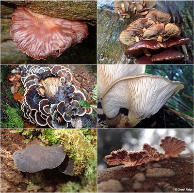 fungi-sherbrooke-montage5.jpg