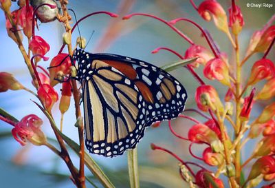 4391b-monarch-butterfly.jpg