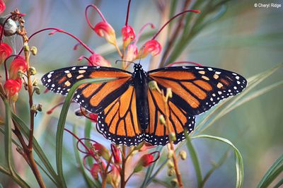 4396b-monarch-butterfly.jpg