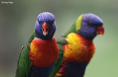 4435-rainbow-lorikeets.jpg