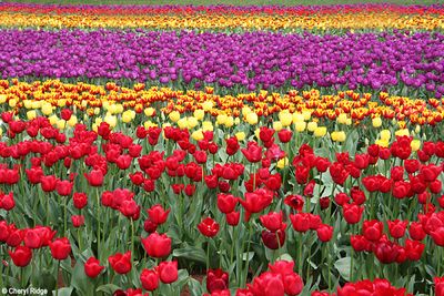 0426-tulips-sml.jpg