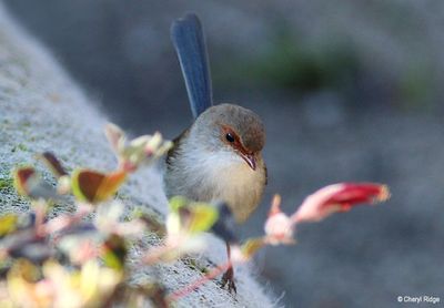 superb fairy wren - females