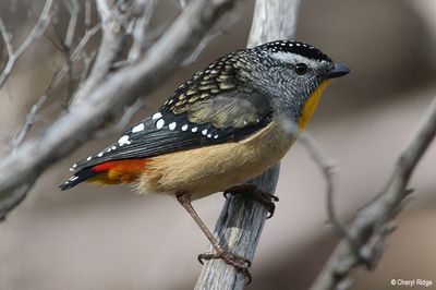 1739-pardalote.jpg