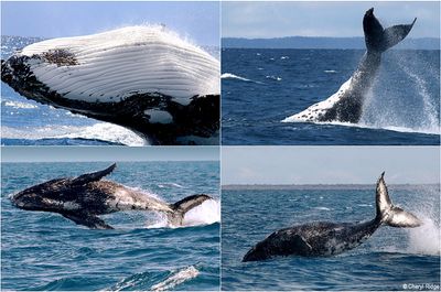 Freedom-Whale-Watch-2023-montage2.jpg