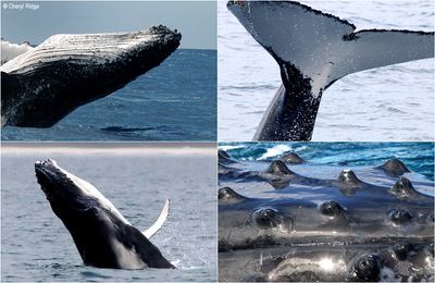 Freedom-Whale-Watch-2023-montage3.jpg