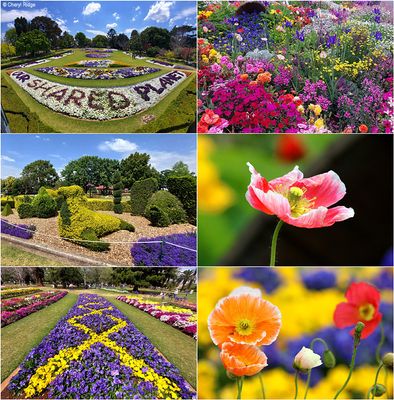 carnival-of-flowers1.jpg