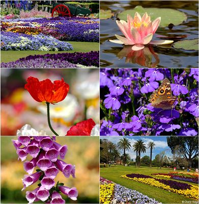 carnival-of-flowers2.jpg