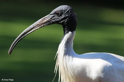 Ibis