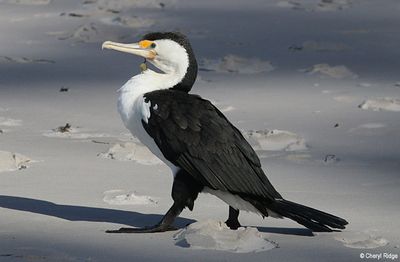3842-small.jpg