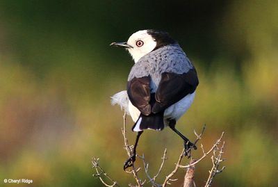 White fronted Chat - male