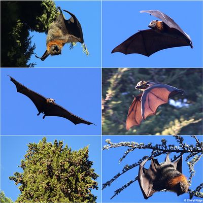 flying-foxes-castlemaine.jpg