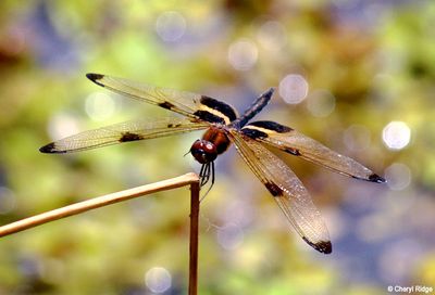 7942b-dragonfly.jpg