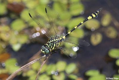 7927-dragonfly.jpg
