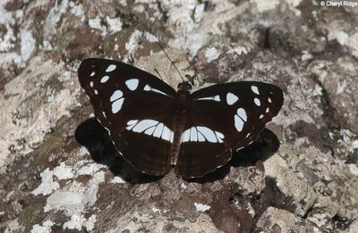 8031- Common Aeroplane Butterfly