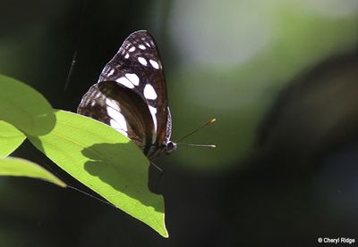 7881b- Common Aeroplane Butterfly