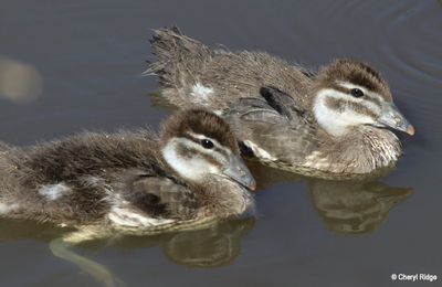 Australian Wood Duck