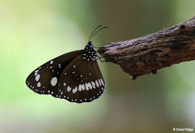 7698b-butterfly.jpg