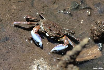 7767b-crab.jpg