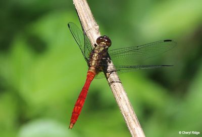 7715b-dragonfly.jpg