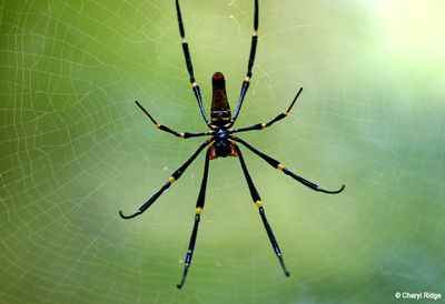 7718b-spider.jpg
