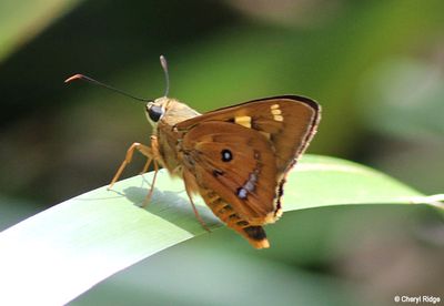7970b-butterfly.jpg