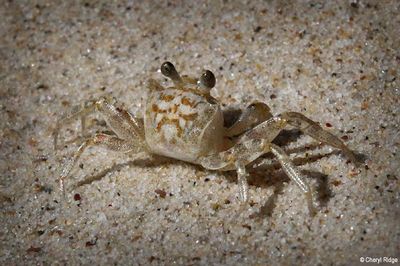 Marine life misc