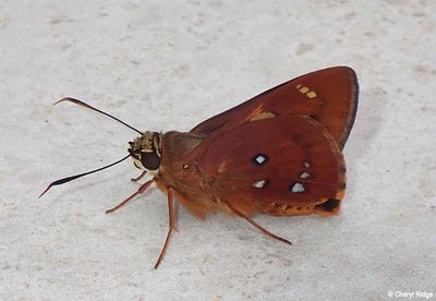 P3040073-small.jpg