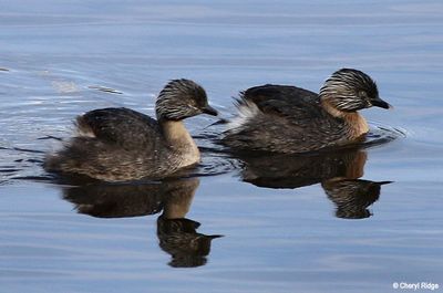 1073-grebe.jpg