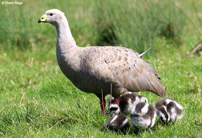 2216-geese.jpg