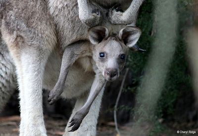 Kangaroos and wallabies