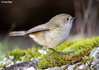 2062b-thornbill.jpg