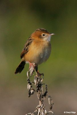 Cisticolas and Reed Warblers