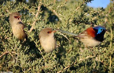 Purple-backed or Variegated Fairy Wrens