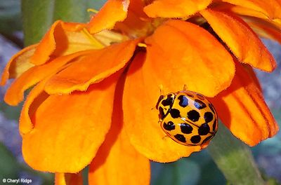 20240602_151234b lady bug