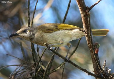 IMG_9322b Brown Honeyeater