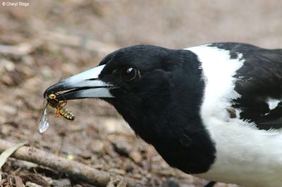 Pied Butcherbird