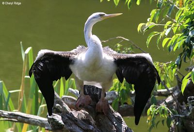 IMG_9527-small.jpg