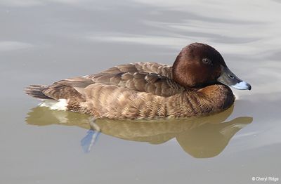 IMG_0031-small.jpg