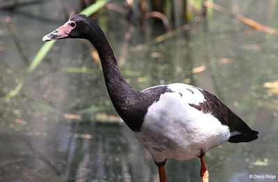 IMG_9036-small.jpg