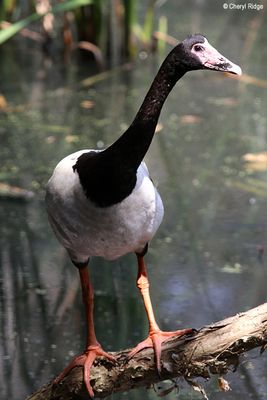 IMG_9034-small.jpg