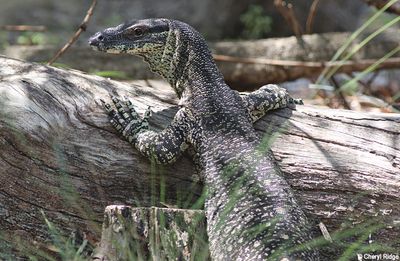 Lace Monitors