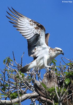 IMG_8983b-small.jpg