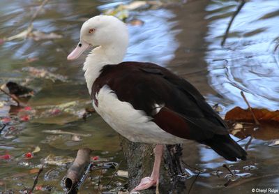 IMG_9388-small.jpg