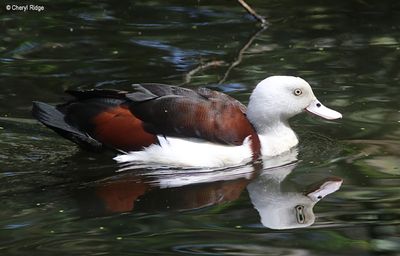 IMG_9588-small.jpg