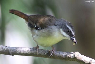 White browed scrubwrens