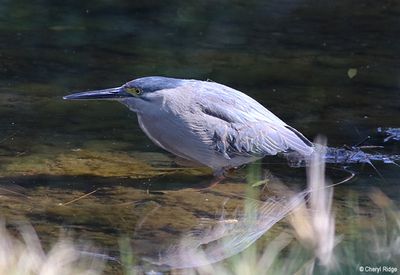 IMG_8972-small.jpg