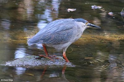 IMG_8974-small.jpg
