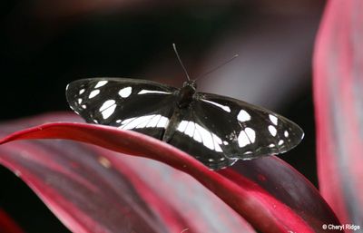 IMG_9395-small.jpg