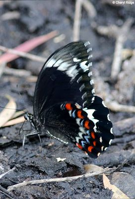 IMG_9651-small.jpg